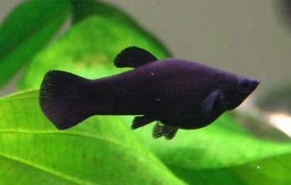 Black molly - samička