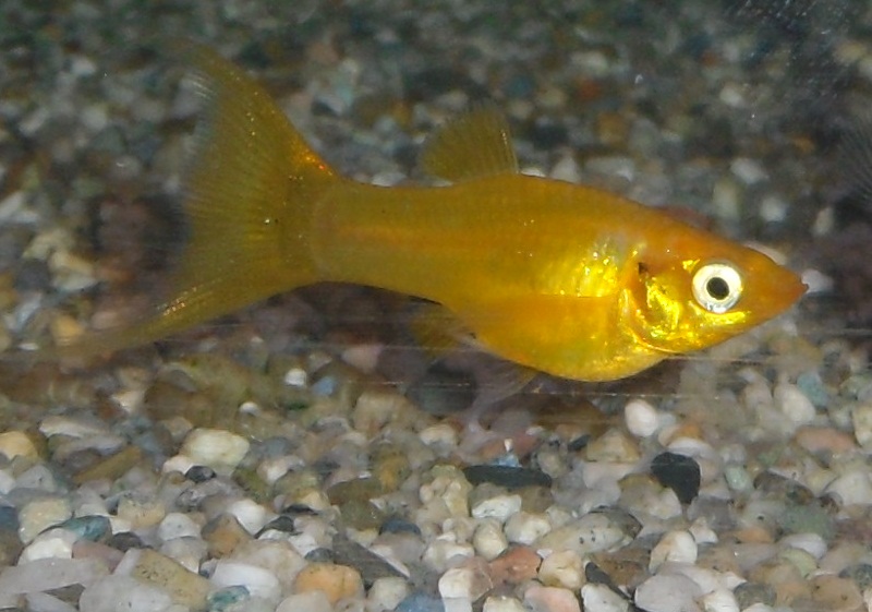Gold molly - samička