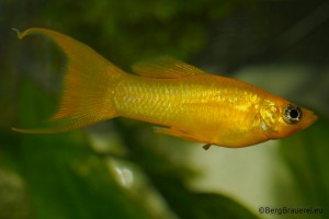 goldmolly.jpg